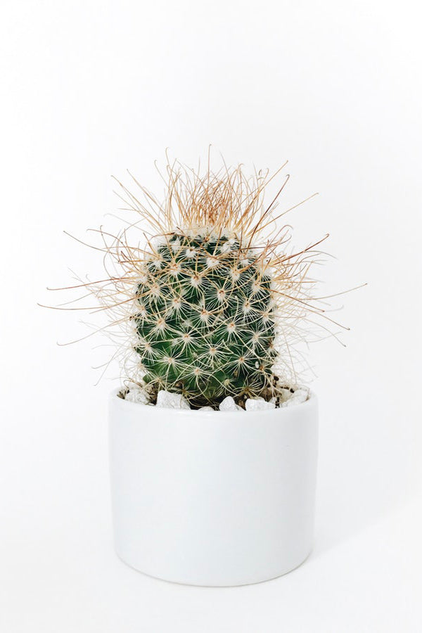 Mini Pot de Fleurs Blanc Rond